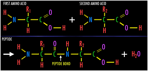 172_amino acid.png